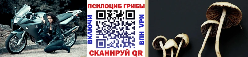 Псилоцибиновые грибы Psilocybine cubensis гидра ТОР Теберда где продают